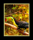 2 tooucans in Belize thumbnail